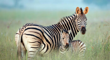 Zebra with Child